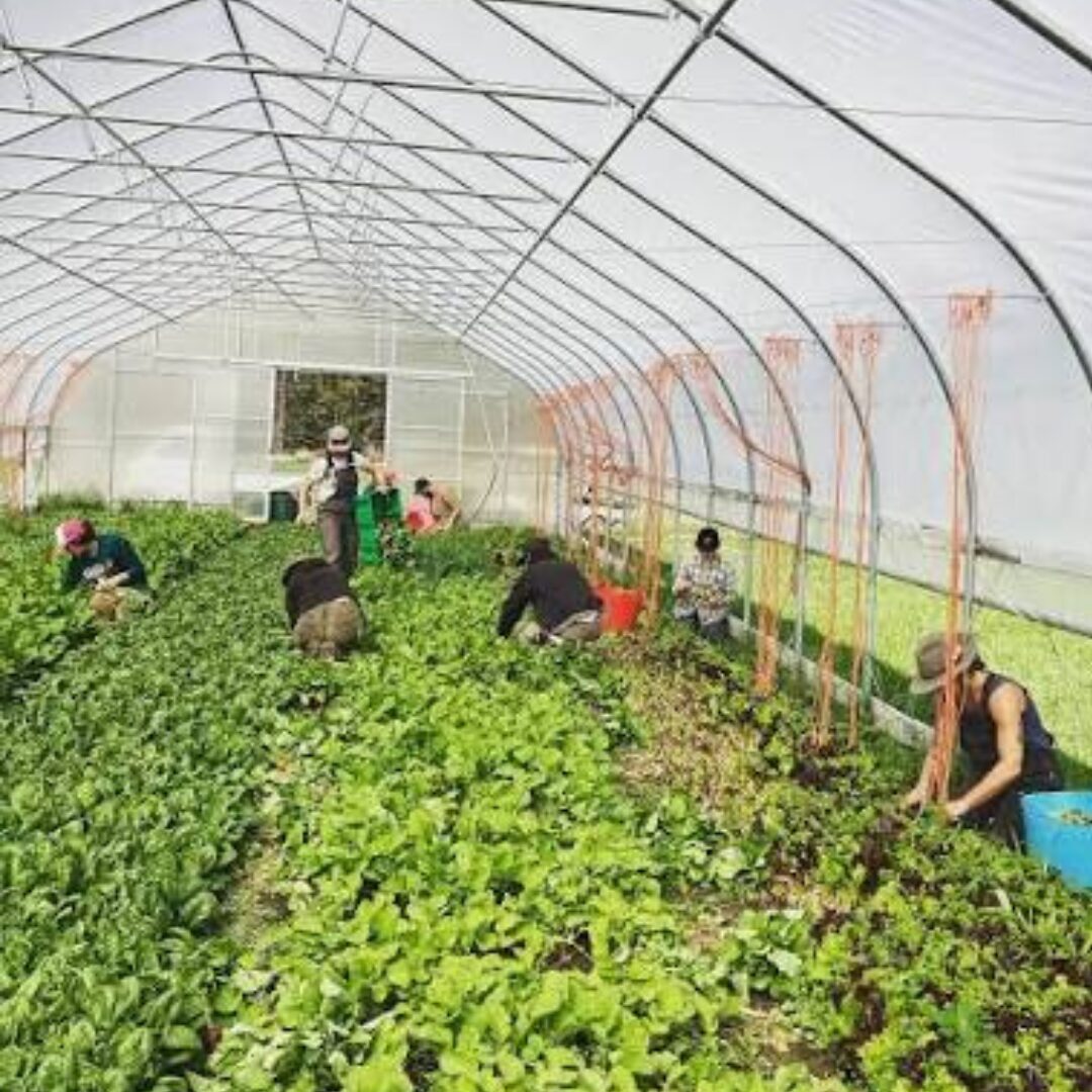 agri 1
